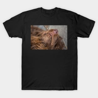 Sussex Snoozing T-Shirt